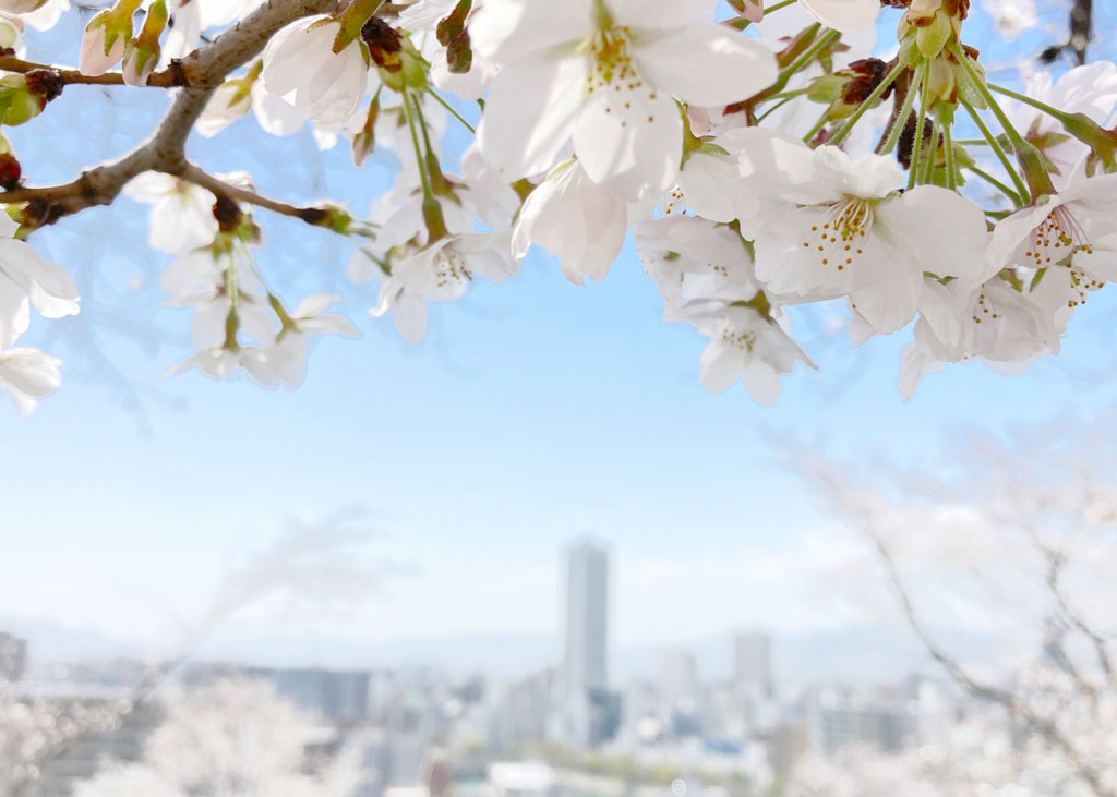 高台から見た桜越しの春の広島市